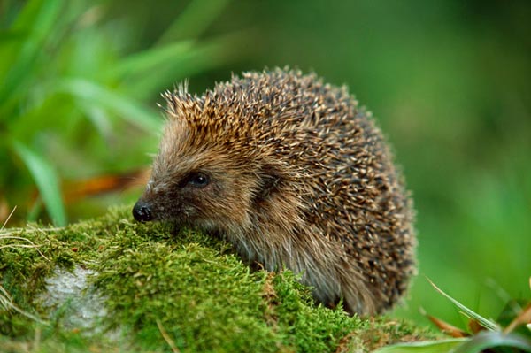Create a home for Hedgehogs
