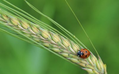 Create a cosy home for bugs