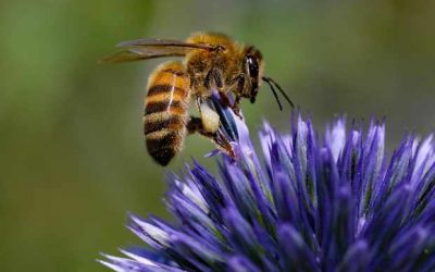 Help Honey Bees Survive