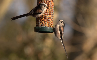 Better Photos of Garden Birds – Part Two