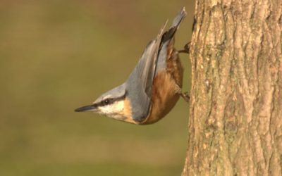 Photographing Nuthatches