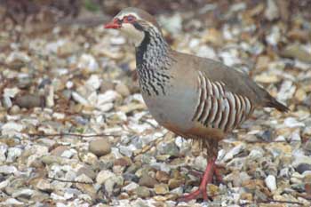 Wildlife Gardening in June