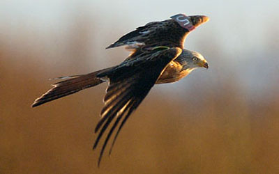 Wildlife Blogs – Argaty Farm Red Kites