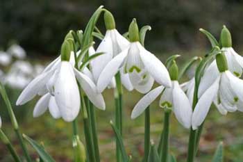 Wildlife Gardening in February