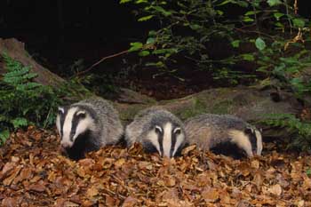 Wildlife Gardening in September