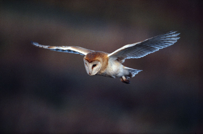 Wildlife & Nature to See in January : Barn Owls