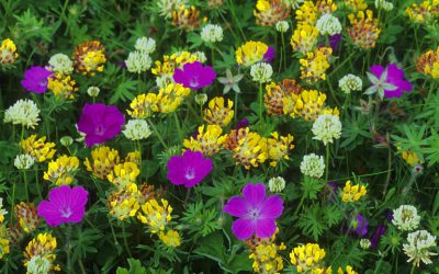 Make a mini-wildflower meadow