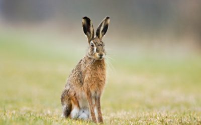 Photograph Brown Hares