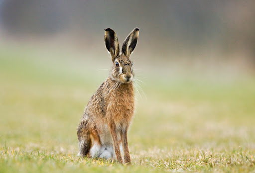 Photograph Brown Hares