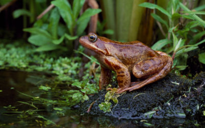 Build a cheap garden pond for under £20