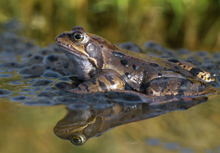 Common Frog and Frog Spawn. Image by Laurie Campbell.