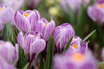 Wildlife & Nature to See in February : Crocus