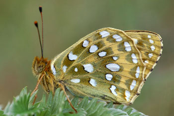 Wildlife Gardening in August