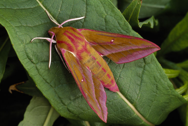 Wildlife to see in June – Butterflies and Moths