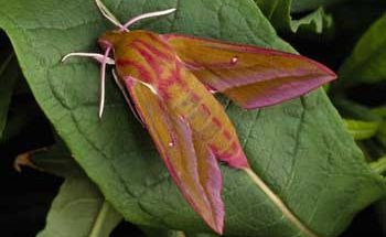 See more of your garden moths