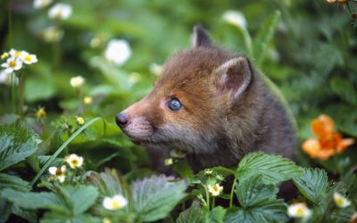 Wildlife Blogs – Spring Fox Cubs