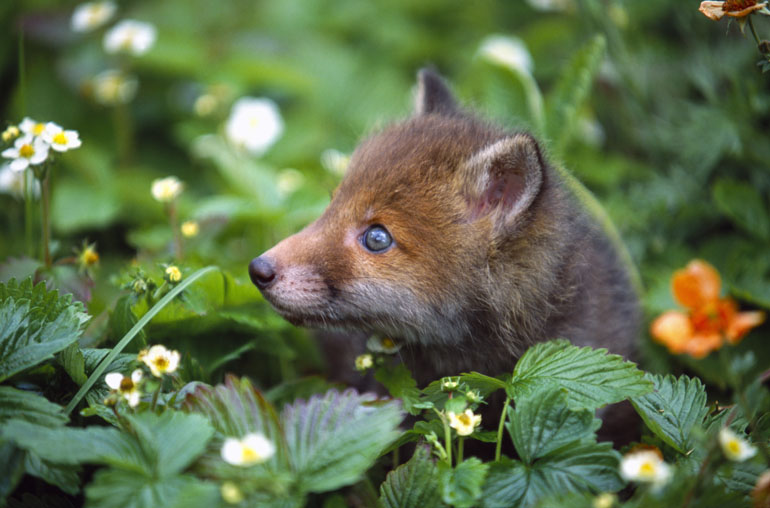 Spring Fox Cubs