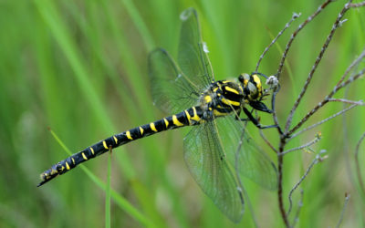 Wildlife to see in August – Dragonflies