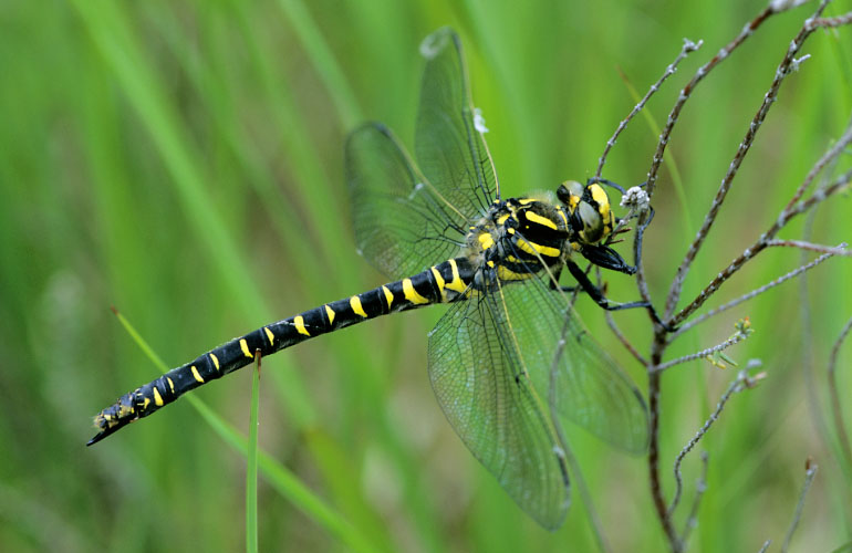 Wildlife to see in August – Dragonflies