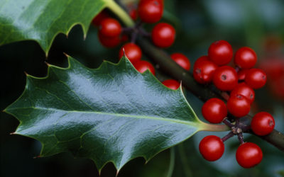 Flora to see in December – Holly