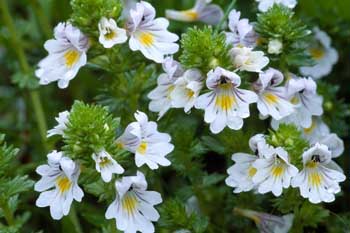 Wildlife Gardening in October