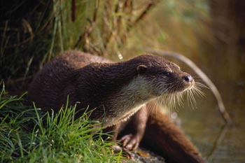 Wildlife Gardening in April