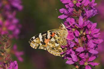 Wildlife Gardening in May