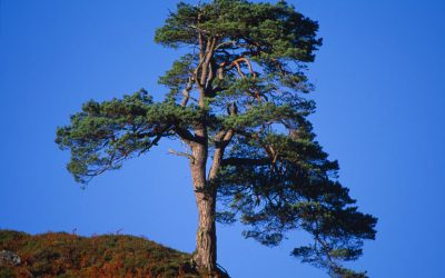 Restoring the Caledonian Forest