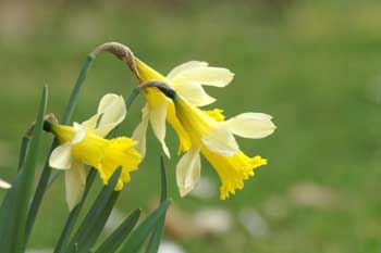 Wildlife Gardening in March