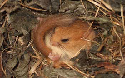 Help Save Endangered Dormice