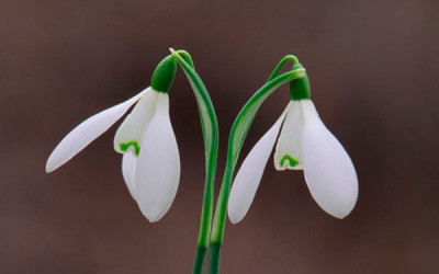 Wildlife & Nature to See in January : Snowdrops