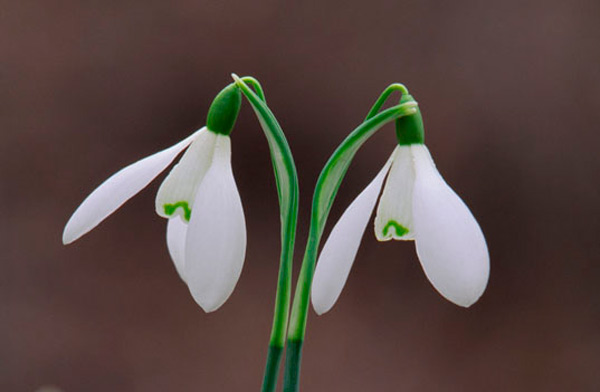 Wildlife & Nature to See in January : Snowdrops