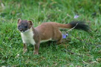 Wildlife Gardening in July