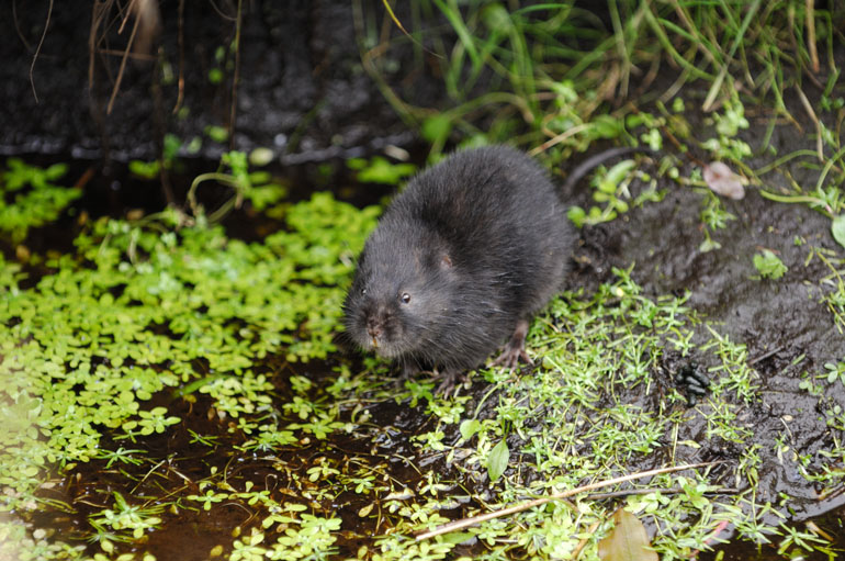 Wildlife to see in August – Water Voles