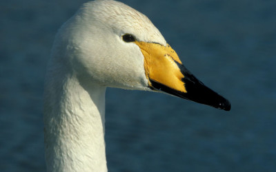 Wildlife & Nature to See in February : Swans