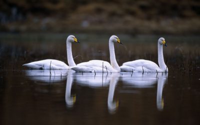 Wildlife Blogs – Great Vision of the Great Fen